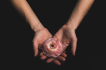 Hands holding pink ranunculus flower on black background