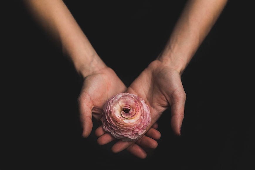 Hands holding pink ranunculus flower on black background