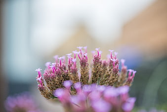 Close-up of purple verbena flowers with blurred background