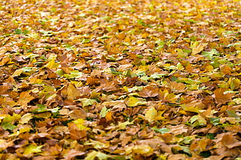 Ground covered in fallen autumn leaves with yellow and brown colors