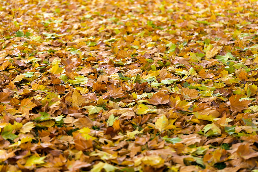 Ground covered in fallen autumn leaves with yellow and brown colors