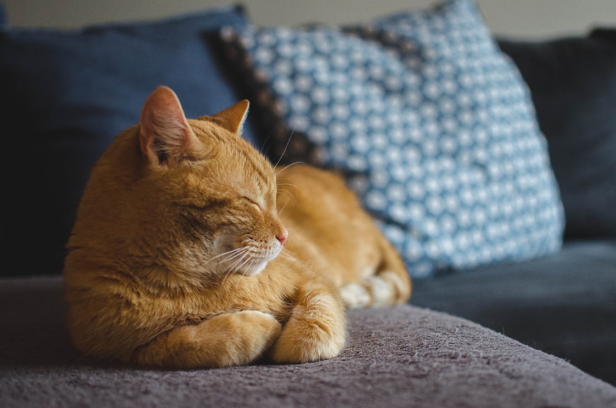 Sleeping Orange Tabby Cat on Blue Sofa
