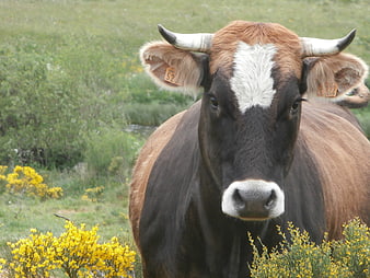 Close-up portrait of a brown and white cow in a field