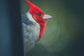 Close-up of a Red-headed Finch with vibrant red crest