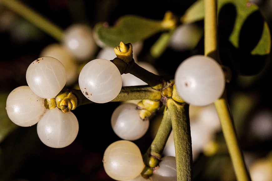 Close-up of white mistletoe berries on green branch