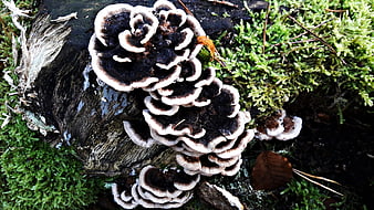 Close-up of turkey tail mushrooms on mossy log