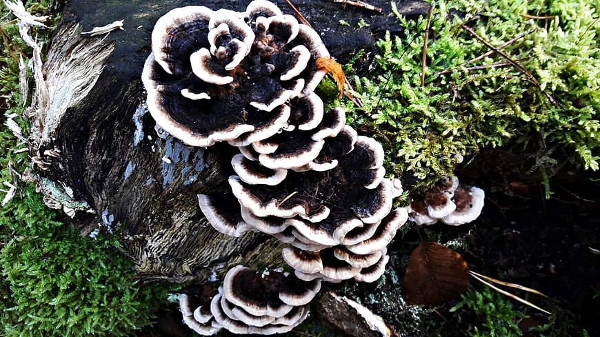 Close-up of turkey tail mushrooms on mossy log