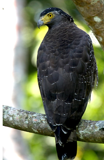 Crested Serpent Eagle Perched on Tree Branch