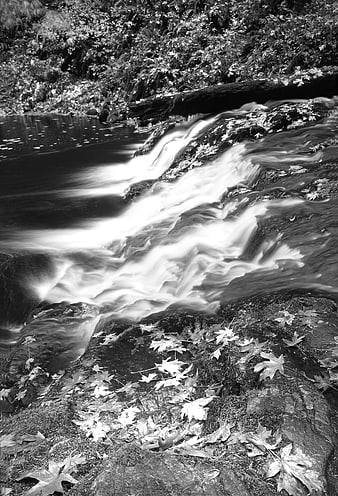 Black and White Long Exposure Stream with Autumn Leaves