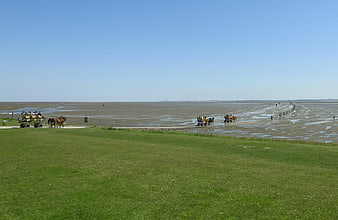 Horse-drawn carriages on Wadden Sea mudflats