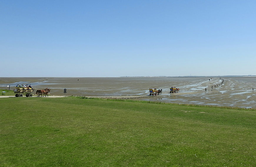 Horse-drawn carriages on Wadden Sea mudflats