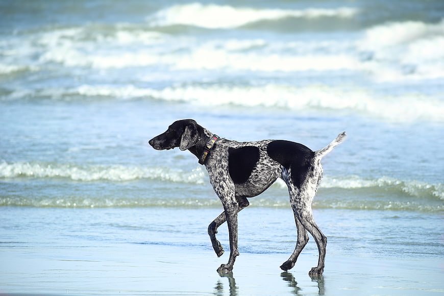 German Shorthaired Pointer Walking on Wet Sandy Beach