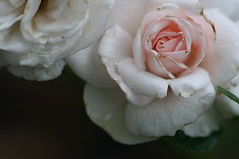 Close-up of delicate white and pink rose petals