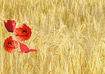 Red Poppies Blooming in a Golden Wheat Field