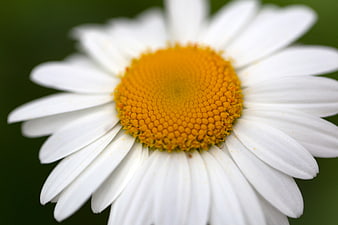 Close-up of White Daisy with Yellow Center