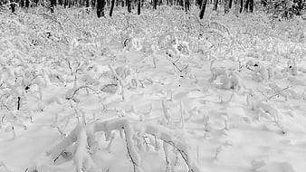 Black and white snowy forest landscape with snow-covered branches