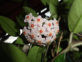 Hoya Wax Plant Flower Cluster Close Up