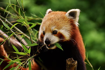 Cute Red Panda Eating Bamboo Leaves in Green Forest