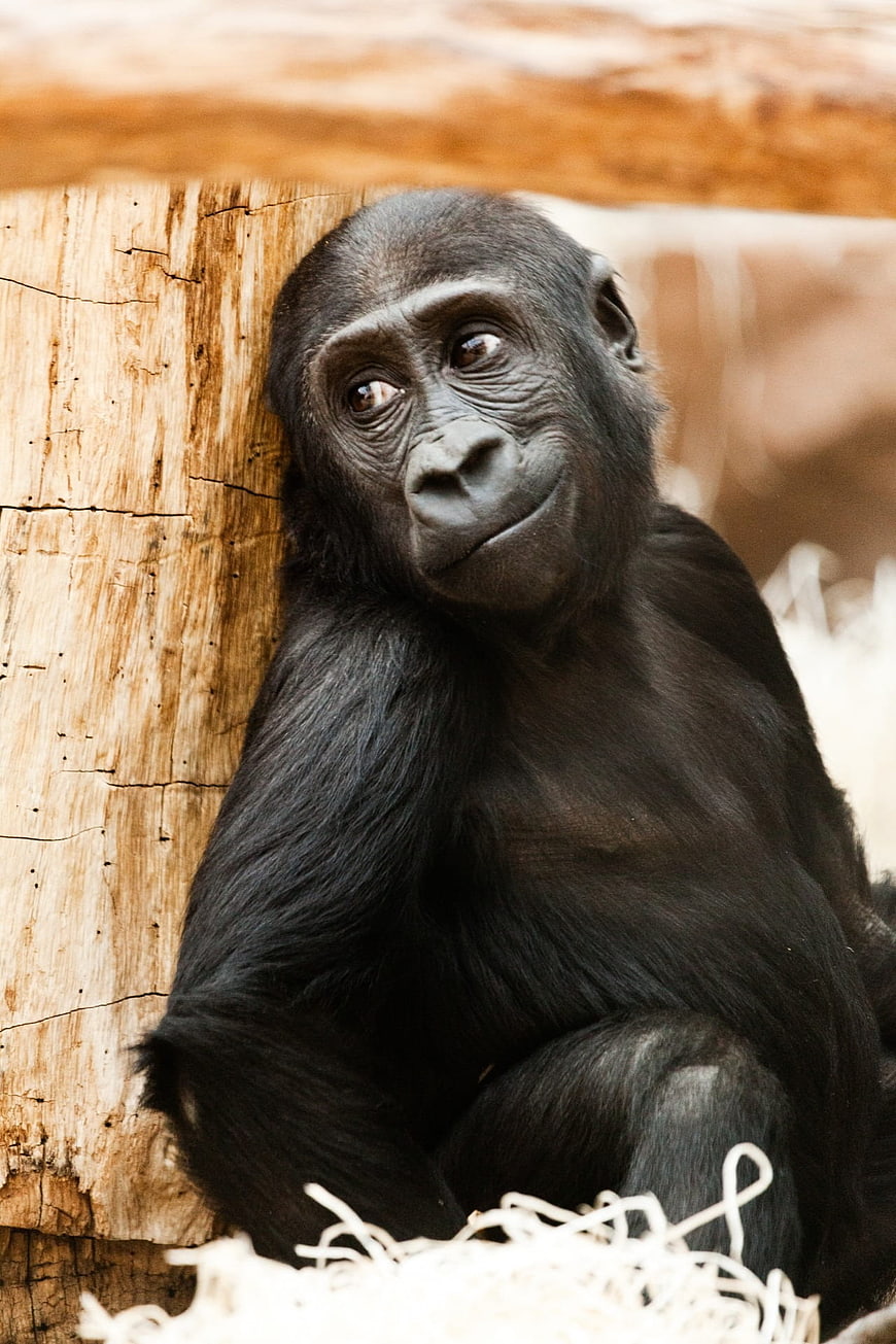 Cute Baby Gorilla Leaning Against Wooden Log