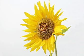 Vibrant Yellow Sunflower on White Background