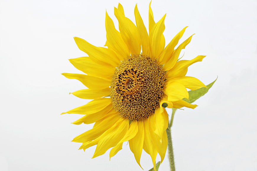 Vibrant Yellow Sunflower on White Background