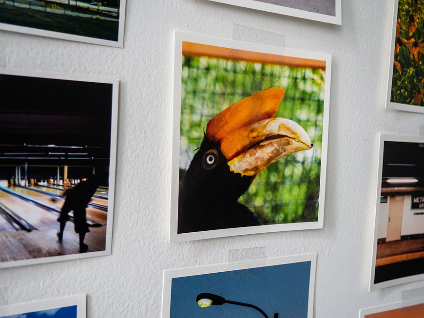 Photo Prints on Wall Featuring Hornbill Portrait
