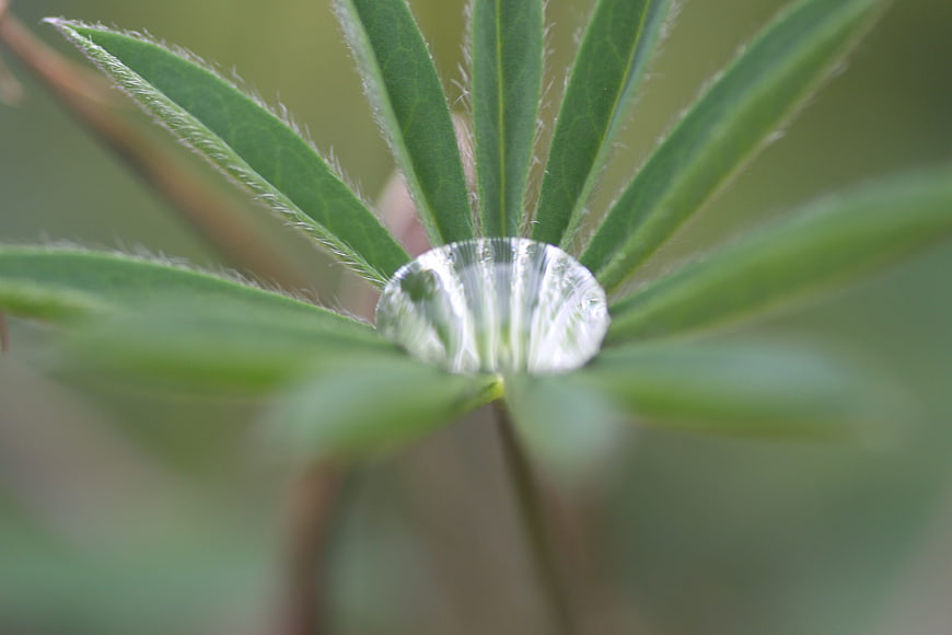 Macro water droplet on green lupine leaf