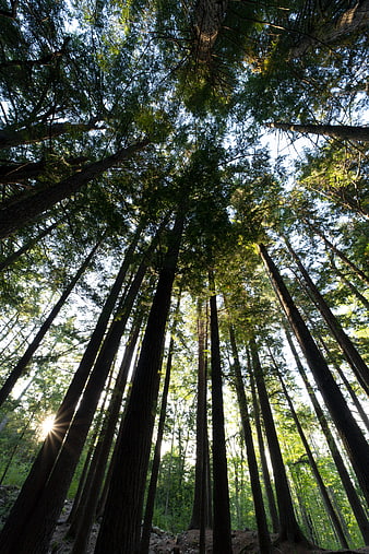Low angle view of towering redwood trees with sun flare