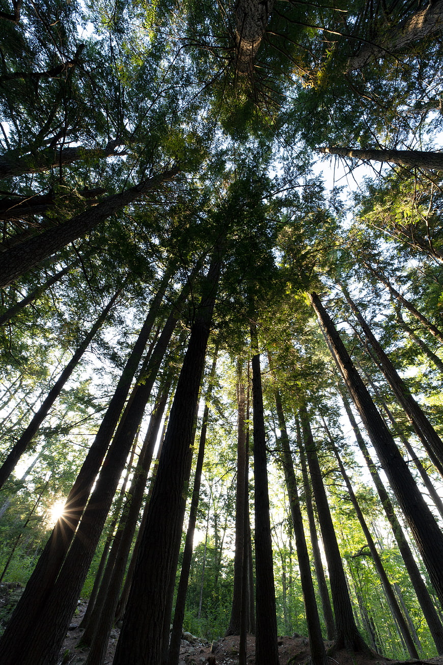 Low angle view of towering redwood trees with sun flare