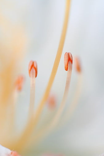 Macro photography of flower stamens with orange anthers