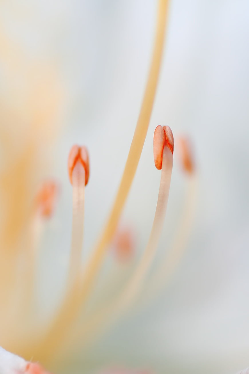 Macro photography of flower stamens with orange anthers