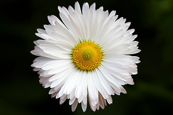 Close-up of a white daisy flower with yellow center