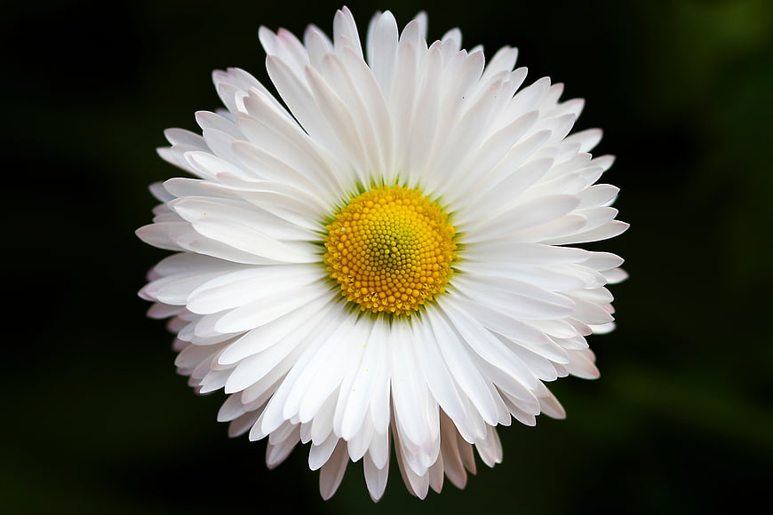 Close-up of a white daisy flower with yellow center