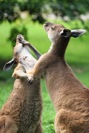Two Kangaroos Fighting In Green Grass