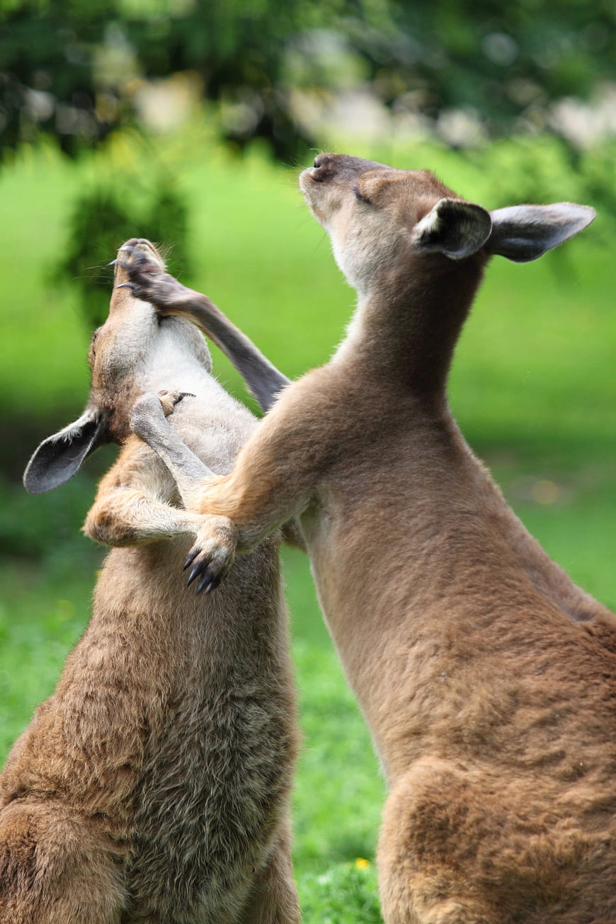 Two Kangaroos Fighting In Green Grass