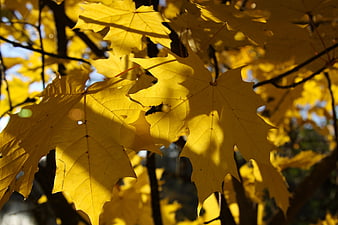 Sunlit Yellow Maple Leaves in Autumn