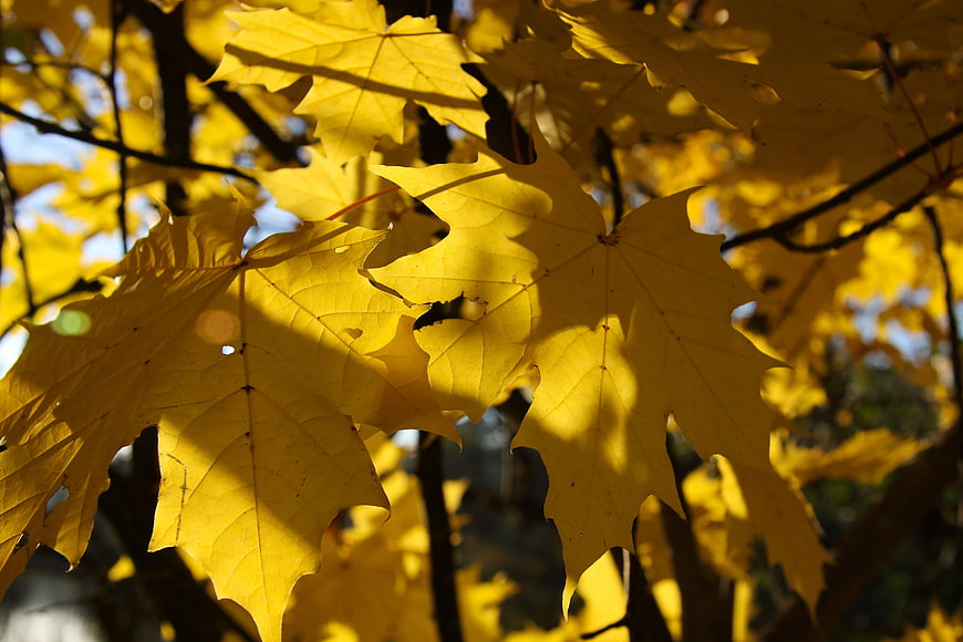 Sunlit Yellow Maple Leaves in Autumn