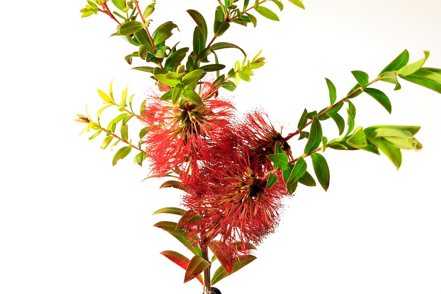 Red Bottlebrush Flower Branch on White Background
