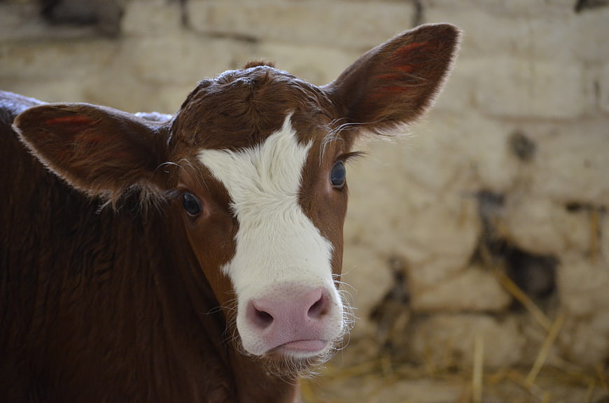 Close-up portrait of a brown and white calf in a barn