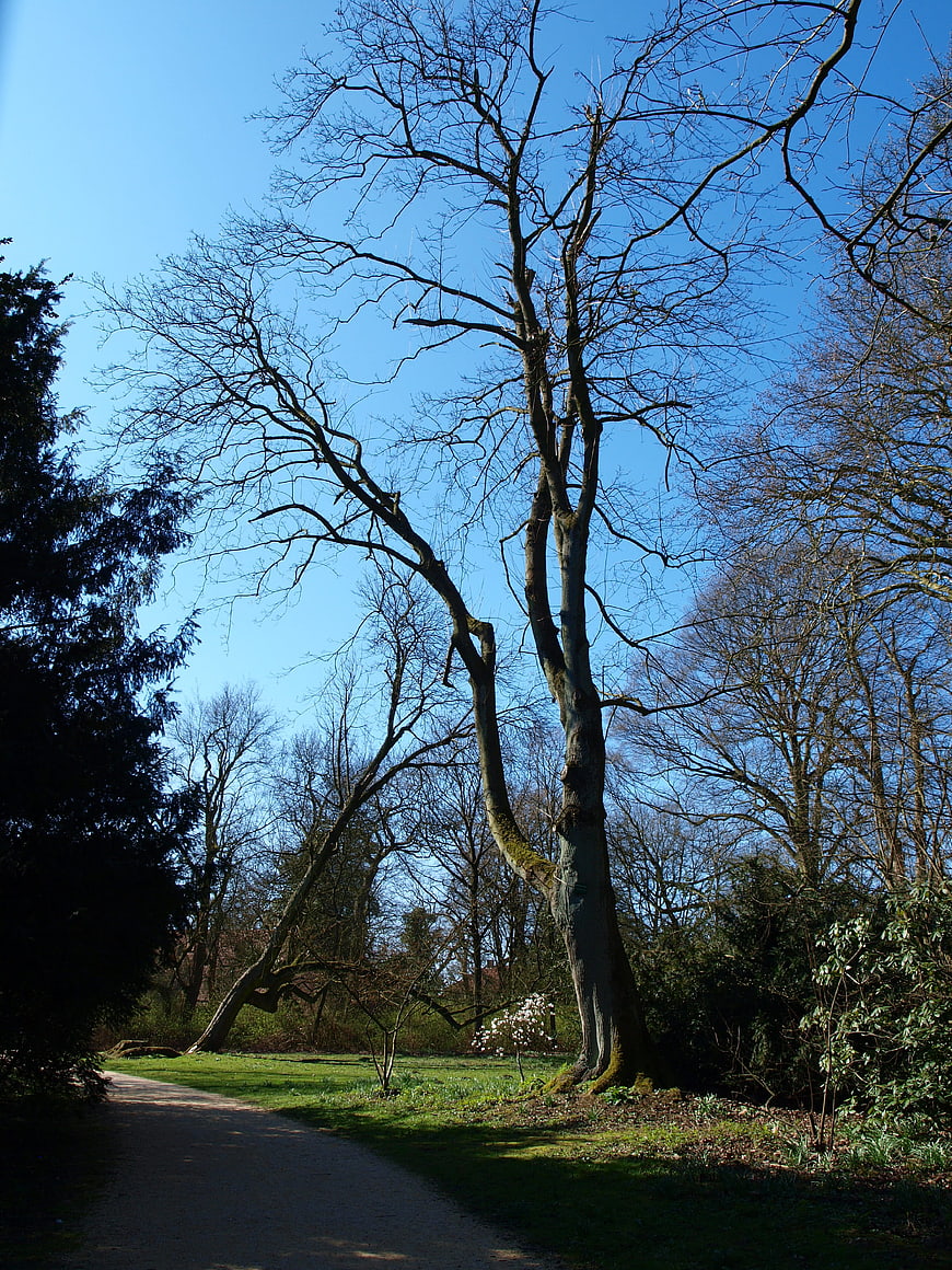 Tall bare tree in park with blue sky and path