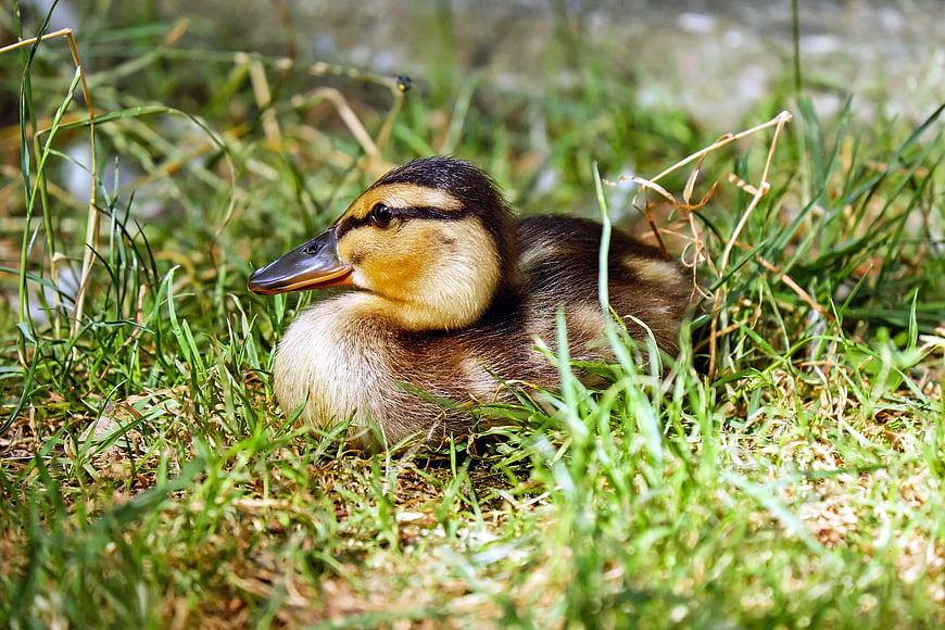 Cute Duckling Resting in Green Grass