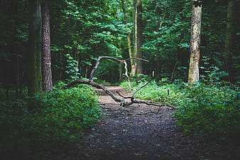 Mysterious forest path with fallen tree branch
