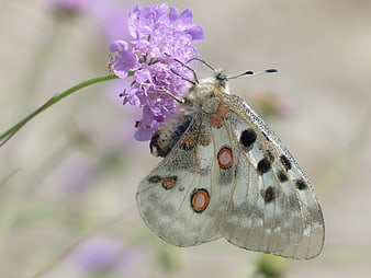 Apollo Butterfly on Purple Scabious Flower Close Up