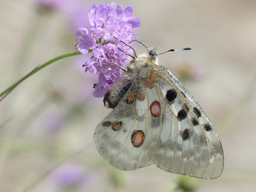 Apollo Butterfly on Purple Scabious Flower Close Up
