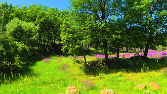 Vibrant Green Forest with Purple Wildflowers in Spring