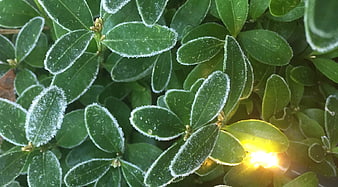 Frost-covered green leaves with morning sunlight flare