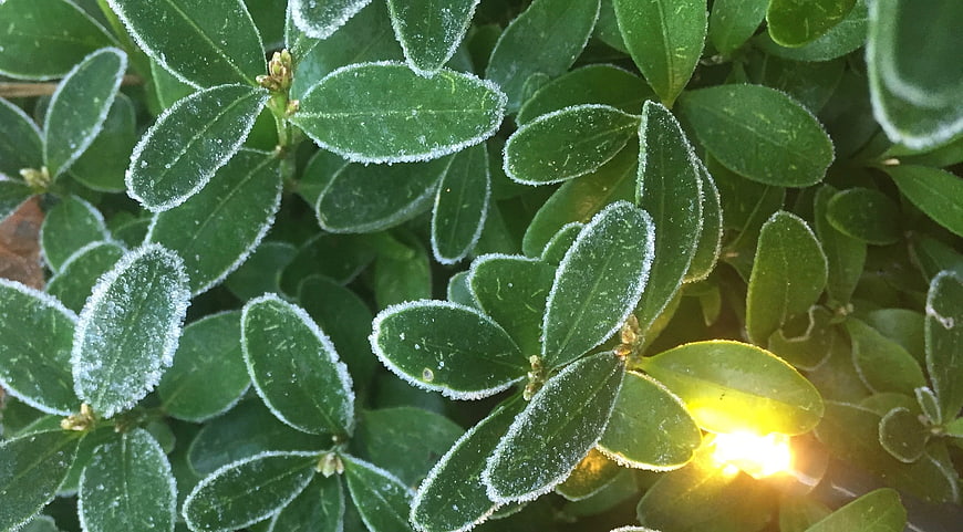 Frost-covered green leaves with morning sunlight flare