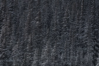 Dense Snow-Covered Pine Forest in Monochrome