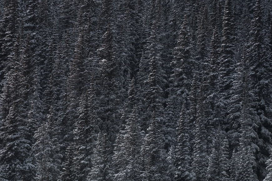Dense Snow-Covered Pine Forest in Monochrome