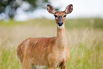 White-tailed Doe Standing in Grassy Meadow